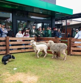 Visitantes da Expointer acompanham demonstrações de cães de pastoreio